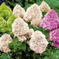 Hydrangea paniculata: sadnja i njega na otvorenom polju